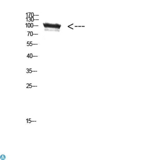 TRPV4 Antibody - Western Blot (WB) analysis of HepG2 cells using Antibody diluted at 1:500.