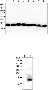 trxC / Thioredoxin 2 Antibody - The cell lysates (40ug) were resolved by SDS-PAGE, transferred to PVDF membrane and probed with anti-human Thioredoxin2 antibody (1:1000). Proteins were visualized using a goat anti-mouse secondary antibody conjugated to HRP and an ECL detection system. Lane 1 : HepG2 cell lysate Lane 2 : HeLa cell lysate Lane 3 : Raji cell lysate Lane 4 : K562 cell lysate Lane 5 : Jurkat cell lysate Lane 6 : A431 cell lysate Lane 7 : MCF7 cell lysate Lane 8 : THP1 cell lysate Recombinant protein (50ng) were resolved by SDS-PAGE, transferred to PVDF membrane and probed with anti-human Thioredoxin2 antibody (1:1000). Proteins were visualized using a goat anti-mouse secondary antibody conjugated to HRP and an ECL detection system. Lane 1 : Recombinant human Thioredoxin1 protein Lane 2 : Recombinant human Thioredoxin2 protein