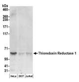 TRXR1 / TXNRD1 Antibody - Detection of human Thioredoxin Reductase 1 by western blot. Samples: Whole cell lysate (50 µg) from HeLa, HEK293T, and Jurkat cells prepared using NETN lysis buffer. Antibody: Affinity purified rabbit anti-Thioredoxin Reductase 1 antibody used for WB at 0.1 µg/ml. Detection: Chemiluminescence with an exposure time of 30 seconds.