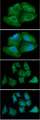 TRXR1 / TXNRD1 Antibody - ICC/IF analysis of TXNRD1 in Hep3B cells line, stained with DAPI (Blue) for nucleus staining and monoclonal anti-human TXNRD1 antibody (1:100) with goat anti-mouse IgG-Alexa fluor 488 conjugate (Green).ICC/IF analysis of TXNRD1 in A549 cells line, stained with DAPI (Blue) for nucleus staining and monoclonal anti-human TXNRD1 antibody (1:100) with goat anti-mouse IgG-Alexa fluor 488 conjugate (Green).