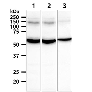 TRXR1 / TXNRD1 Antibody - The cell lysates (40ug) were resolved by SDS-PAGE, transferred to PVDF membrane and probed with anti-human TXNRD1 antibody (1:1000). Proteins were visualized using a goat anti-mouse secondary antibody conjugated to HRP and an ECL detection system. Lane 1.: HeLa cell lysate Lane 2.: A549 cell lysate Lane 3.: PC3 cell lysate