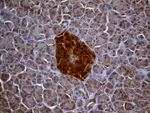 TRXR1 / TXNRD1 Antibody - Immunohistochemical staining of paraffin-embedded Human pancreas tissue within the normal limits using anti-TXNRD1 mouse monoclonal antibody. (Heat-induced epitope retrieval by 1mM EDTA in 10mM Tris buffer. (pH8.5) at 120°C for 3 min. (1:2000)