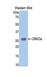 Trypsin Antibody - Western blot of recombinant Trypsin. This image was taken for the unconjugated form of this product. Other forms have not been tested.