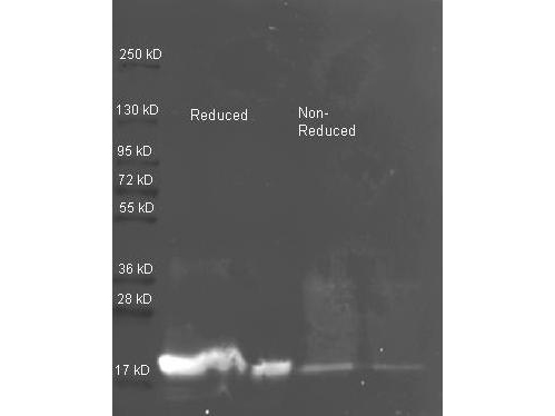 Trypsin Inhibitor Antibody - Western Blot of rabbit anti-Soybean Trypsin Inhibitor antibody. Lane 1: ~1 ug of purified Soybean Trypsin Inhibitor Reduced. Lane 2: 0.25 ug of purified Soybean Trypsin Inhibitor Reduced. Lane 3: ~1 ug of purified Soybean Trypsin Inhibitor Non-reduced. Lane 4: 0.25 ug of purified Soybean Trypsin Inhibitor Non-reduced. Primary antibody: Soybean Trypsin Inhibitor antibody at 1:5000 for overnight at 4°C. Secondary antibody: Dylight 488 conjugated Streptavidin , 1:5K and Atto 425 conjugated goat anti rabbit, 1:10K at 1.5 hr at RT. Block: MB-070 overnight at 4°C. Predicted/Observed size: 24 kDa, 17 kDa for Trypsin. Other band(s): none.