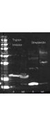 Trypsin Inhibitor Antibody - Western Blot of rabbit Anti Trypsin Inhibitor antibody. Lane 1: purified Soybean Trypsin Inhibitor Reduced. Lane 2: purified Soybean Trypsin Inhibitor Non-Reduced. Lane 3: purified Streptavidin Reduced. Lane 4: purified Streptavidin Non-Reduced. Load: 1.0 ug per lane. Primary antibody: Biotin conjugated Rabbit anti-trypsin inhibitor antibody and Rabbit anti streptavidin 1:1000 for overnight at 4°C. Secondary antibody: Dylight 649 conjugated Donkey anti rabbit at 1:10,000 for 45 min at RT. Block: 5% BLOTTO overnight at 4°C. Predicted/Observed size: 25 kDa for Trypsin Inhibitor.