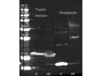 Trypsin Inhibitor Antibody - Western Blot of Rabbit Anti Trypsin Inhibitor antibody. Lane 1: purified Soybean Trypsin Inhibitor Reduced. Lane 2: purified Soybean Trypsin Inhibitor Non-Reduced. Lane 3: purified Streptavidin Reduced. Lane 4: purified Streptavidin Non-Reduced. Load: 1.0 ug per lane. Primary antibody: Biotin conjugated Rabbit anti-trypsin inhibitor antibody and Rabbit anti streptavidin 1:1000 for overnight at 4 degrees C. Secondary antibody: Dylight 649 conjugated Donkey anti rabbit at 1:10,000 for 45 min at RT. Block: 5% BLOTTO overnight at 4 degrees C. Predicted/Observed size: 25 kDa for Trypsin Inhibitor. This image was taken for the unconjugated form of this product. Other forms have not been tested.