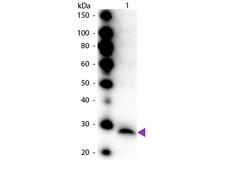 Trypsinogen Antibody - Western Blot of Peroxidase conjugated Rabbit Anti-Trypsinogen primary antibody. Lane 1: Trypsinogen. Lane 2: None. Load: 50 ng per lane. Primary antibody: None. Secondary antibody: Peroxidase rabbit secondary antibody at 1:1,000 for 60 min at RT. Block: MB-070 for 30 min at RT. Predicted/Observed size: 24 kDa, 24 kDa for Trypsinogen. Other band(s): None.
