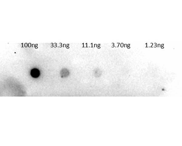 Trypsinogen Antibody - Dot Blot of Rabbit Anti-Trypsinogen Antibody Biotin Conjugation. Lane 1: 100ng. Lane 2: 33.3ng. Lane 3: 11.1ng. Lane 4: 3.7ng. Lane 5: 1.23ng. Primary Antibody: Anti-trypsinogen BAC 1µg/mL. Secondary Antibody: Streptavidin-HRP 1:40,000.