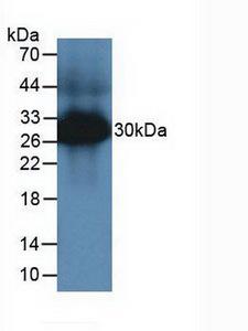 Tryptase Antibody - Western Blot; Sample: Mouse Large Intestine Tissue.