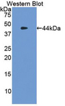 Tryptase Antibody - Western blot of recombinant TPSAB1 / Mast Cell Tryptase.  This image was taken for the unconjugated form of this product. Other forms have not been tested.