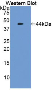Tryptase Antibody - Western blot of recombinant TPSAB1 / Mast Cell Tryptase.  This image was taken for the unconjugated form of this product. Other forms have not been tested.