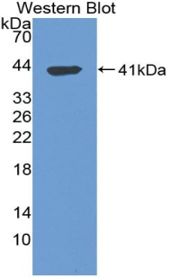 Tryptase Antibody - Western blot of recombinant TPSAB1 / Mast Cell Tryptase. This image was taken for the unconjugated form of this product. Other forms have not been tested.