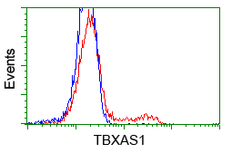 TS / Thromboxane Synthase Antibody - HEK293T cells transfected with either overexpress plasmid (Red) or empty vector control plasmid (Blue) were immunostained by anti-TBXAS1 antibody, and then analyzed by flow cytometry.