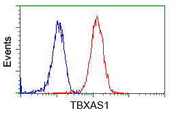 TS / Thromboxane Synthase Antibody - Flow cytometric Analysis of Jurkat cells, using anti-TBXAS1 antibody, (Red), compared to a nonspecific negative control antibody, (Blue).