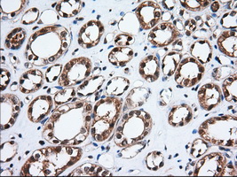 TS / Thromboxane Synthase Antibody - Immunohistochemical staining of paraffin-embedded Human Kidney tissue using anti-TBXAS1 mouse monoclonal antibody. (Dilution 1:50).