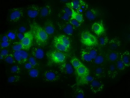 TS / Thromboxane Synthase Antibody - Anti-TBXAS1 mouse monoclonal antibody  immunofluorescent staining of COS7 cells transiently transfected by pCMV6-ENTRY TBXAS1.
