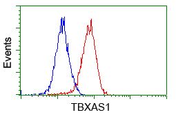 TS / Thromboxane Synthase Antibody - Flow cytometric Analysis of Jurkat cells, using anti-TBXAS1 antibody, (Red), compared to a nonspecific negative control antibody, (Blue).
