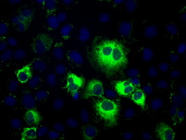 TS / Thromboxane Synthase Antibody - Anti-TBXAS1 mouse monoclonal antibody  immunofluorescent staining of COS7 cells transiently transfected by pCMV6-ENTRY TBXAS1.