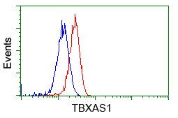 TS / Thromboxane Synthase Antibody - Flow cytometry of HeLa cells, using anti-TBXAS1 antibody, (Red), compared to a nonspecific negative control antibody, (Blue).