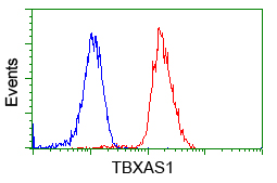 TS / Thromboxane Synthase Antibody - Flow cytometry of Jurkat cells, using anti-TBXAS1 antibody, (Red), compared to a nonspecific negative control antibody, (Blue).