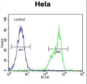 TS / Thymidylate Synthase Antibody - TYSY Antibody flow cytometry of HeLa cells (right histogram) compared to a negative control cell (left histogram). FITC-conjugated goat-anti-rabbit secondary antibodies were used for the analysis.