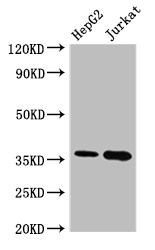TS / Thymidylate Synthase Antibody - Positive WB detected in:HepG2 whole cell lysate,Jurkat whole cell lysate;All lanes:TYMS antibody at 2.4?g/ml;Secondary;Goat polyclonal to rabbit IgG at 1/50000 dilution;Predicted band size: 36,32,27 KDa;Observed band size: 36 KDa;