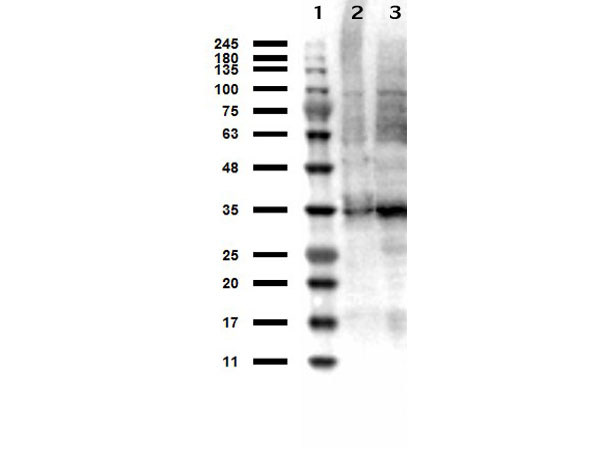 TS / Thymidylate Synthase Antibody - Western Blot results of Sheep anti-Thymidylate Synthase Antibody. Lane 1: Opal Prestained Molecular Weight Ladder Lane 2: HeLa WCL Lane 3: MOLT-4 WCL Load: 10µg. Primary Antibody: Sheep anti-Thymidylate Synthase at 1µg/mL overnight at 4°C. Secondary Antibody: Donkey anti-Sheep HRP at 1:40,000 for 30min at RT. Blocking: BlockOut for 30 min at RT.