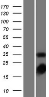 TS / Thymidylate Synthase Protein - Western validation with an anti-DDK antibody * L: Control HEK293 lysate R: Over-expression lysate
