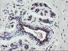 TSC22D1 / TSC22 Antibody - IHC of paraffin-embedded Human breast tissue using anti-TSC22D1 mouse monoclonal antibody.