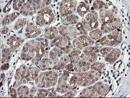TSC22D1 / TSC22 Antibody - IHC of paraffin-embedded Human pancreas tissue using anti-TSC22D1 mouse monoclonal antibody.