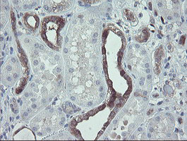 TSC22D1 / TSC22 Antibody - IHC of paraffin-embedded Human Kidney tissue using anti-TSC22D1 mouse monoclonal antibody.