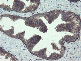 TSC22D1 / TSC22 Antibody - IHC of paraffin-embedded Human prostate tissue using anti-TSC22D1 mouse monoclonal antibody.