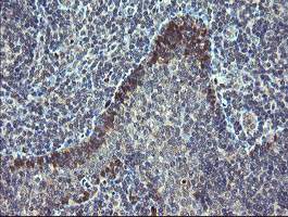 TSC22D1 / TSC22 Antibody - IHC of paraffin-embedded Human tonsil using anti-TSC22D1 mouse monoclonal antibody.
