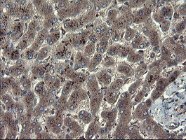 TSC22D1 / TSC22 Antibody - IHC of paraffin-embedded Human liver tissue using anti-TSC22D1 mouse monoclonal antibody.