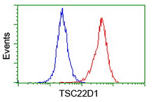 TSC22D1 / TSC22 Antibody - Flow cytometry of HeLa cells, using anti-TSC22D1 antibody (Red), compared to a nonspecific negative control antibody (Blue).