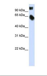 TSC22D2 Antibody - Transfected 293T cell lysate. Antibody concentration: 1.0 ug/ml. Gel concentration: 12%.  This image was taken for the unconjugated form of this product. Other forms have not been tested.