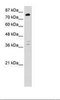 TSC22D2 Antibody - Jurkat Cell Lysate.  This image was taken for the unconjugated form of this product. Other forms have not been tested.
