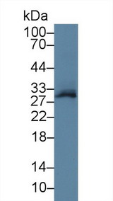 TSC22D3 / GILZ Antibody