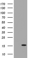 TSC22D3 / GILZ Antibody - HEK293T cells were transfected with the pCMV6-ENTRY control (Left lane) or pCMV6-ENTRY TSC22D3 (Right lane) cDNA for 48 hrs and lysed. Equivalent amounts of cell lysates (5 ug per lane) were separated by SDS-PAGE and immunoblotted with anti-TSC22D3.