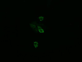 TSC22D3 / GILZ Antibody - Anti-TSC22D3 mouse monoclonal antibody immunofluorescent staining of COS7 cells transiently transfected by pCMV6-ENTRY TSC22D3.