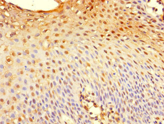 TSC22D3 / GILZ Antibody - Immunohistochemistry of paraffin-embedded human tonsil tissue using TSC22D3 Antibody at dilution of 1:100