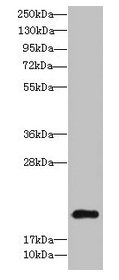 TSC22D3 / GILZ Antibody - Western blot All lanes: TSC22D3 antibody at 9µg/ml + Colo320 whole cell lysate Secondary Goat polyclonal to rabbit IgG at 1/10000 dilution Predicted band size: 15, 23, 14 kDa Observed band size: 23 kDa