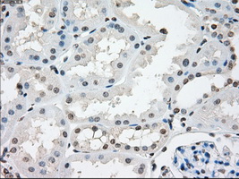 TSC501 / NAT8 Antibody - IHC of paraffin-embedded Kidney tissue using anti-NAT8 mouse monoclonal antibody. (Dilution 1:50).