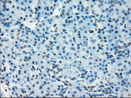 TSC501 / NAT8 Antibody - IHC of paraffin-embedded pancreas tissue using anti-NAT8 mouse monoclonal antibody. (Dilution 1:50).