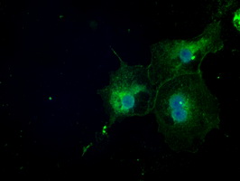 TSC501 / NAT8 Antibody - Anti-NAT8 mouse monoclonal antibody  immunofluorescent staining of COS7 cells transiently transfected by pCMV6-ENTRY NAT8.