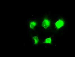 TSC501 / NAT8 Antibody - Anti-NAT8 mouse monoclonal antibody  immunofluorescent staining of COS7 cells transiently transfected by pCMV6-ENTRY NAT8.