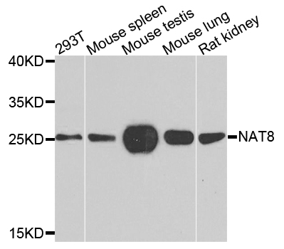 TSC501 / NAT8 Antibody - Western blot analysis of extracts of various cells.