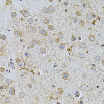 TSC501 / NAT8 Antibody - Immunohistochemistry of paraffin-embedded mouse brain tissue.