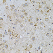 TSC501 / NAT8 Antibody - Immunohistochemistry of paraffin-embedded mouse brain tissue.