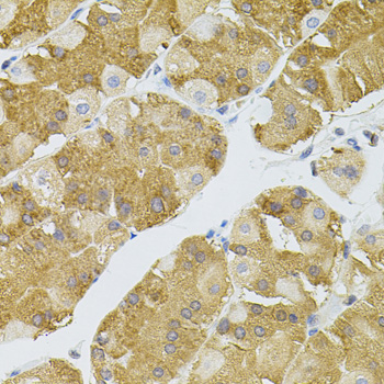 TSC501 / NAT8 Antibody - Immunohistochemistry of paraffin-embedded human stomach tissue.